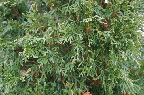 Coniferous Needles