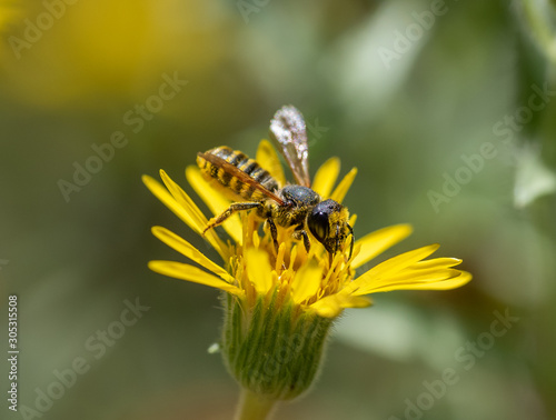 Native Megachile bee on a yellow Hairy Goldaster flower © jbosvert