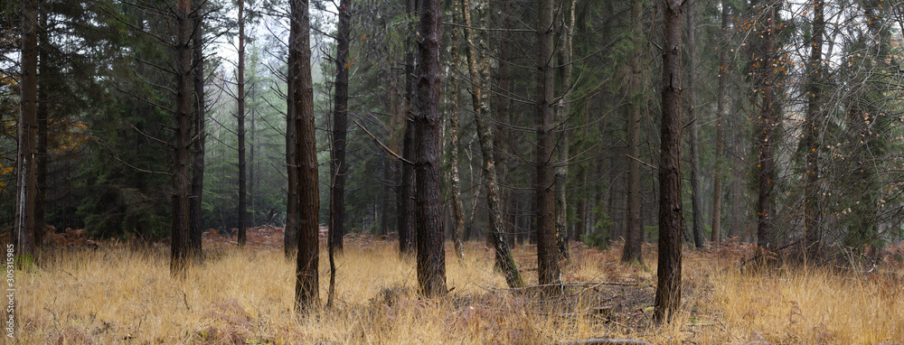 November morning in the new forest hampshire November morning in the new forest hampshire