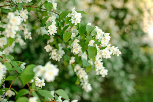 Jasmine. Spring flowers. Summer bloom