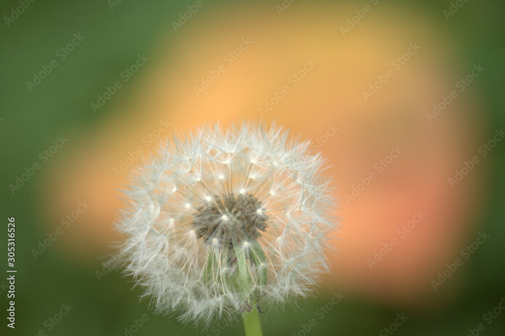 Fototapeta premium タンポポの綿毛