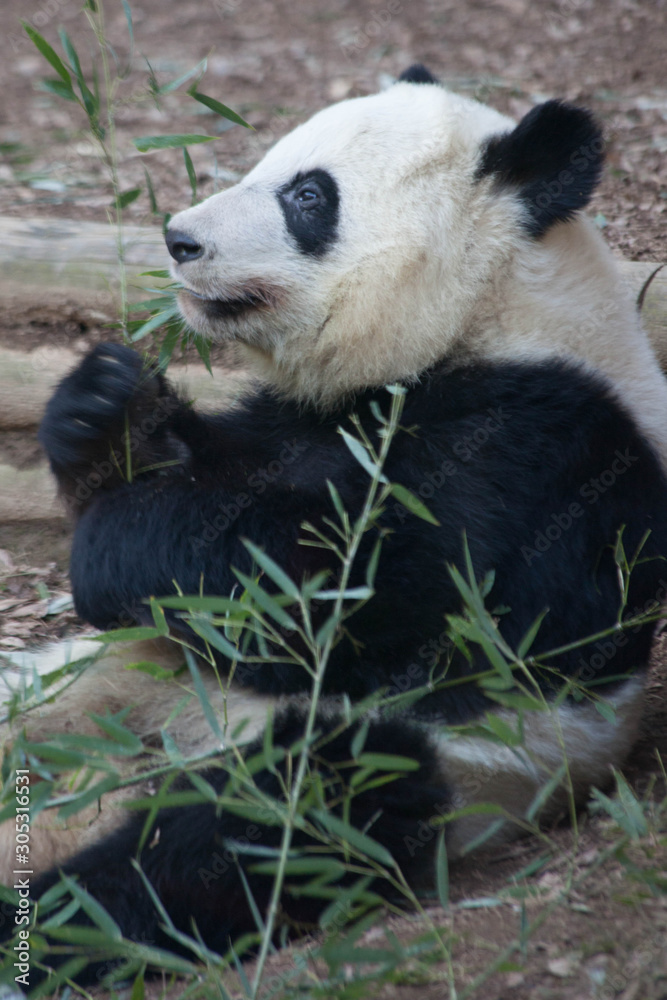 Panda Bear outdoors