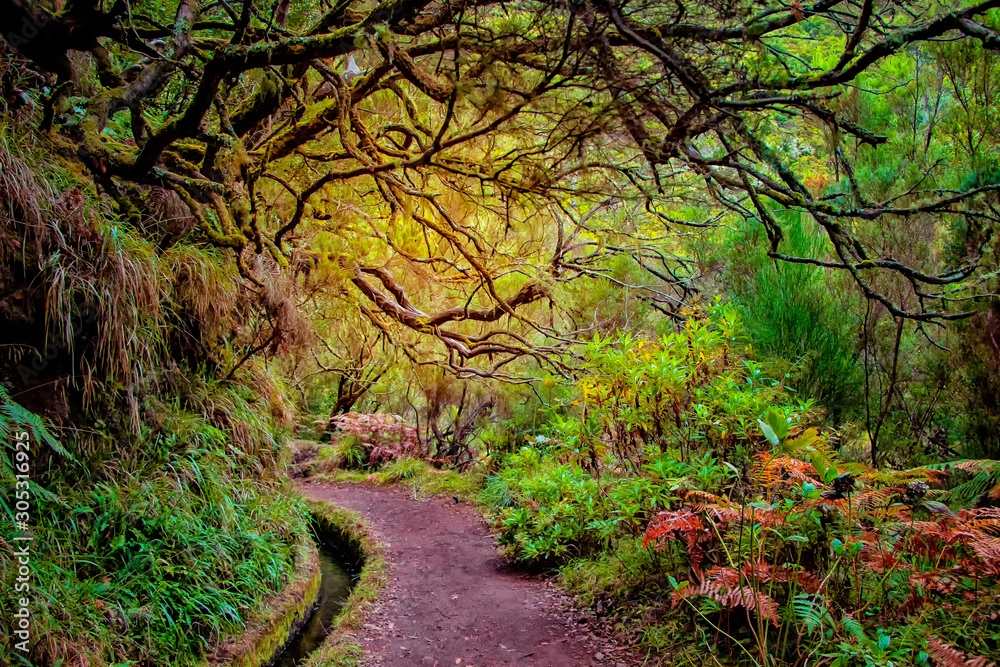 Laurel forest on Madeira island is the biggest on the world. It's a fairytale fantasy world in Portugal. It is nature background. - obrazy, fototapety, plakaty 