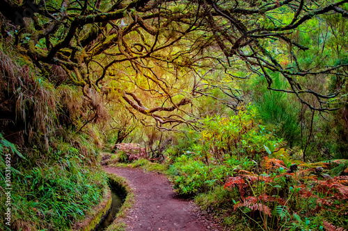 Laurel forest on Madeira island is the biggest on the world. It's a fairytale fantasy world in Portugal. It is nature background. photo