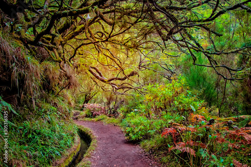 Laurel forest on Madeira island is the biggest on the world. It's a fairytale fantasy world in Portugal. It is nature background.