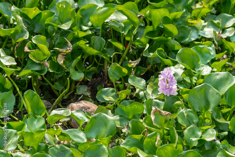 Cai Be, Kinh 28 canal, Vietnam - March 13, 2019:  Frame filled with big green circular leaves of water hyacinth with one light purple flower. The plant floats on water.