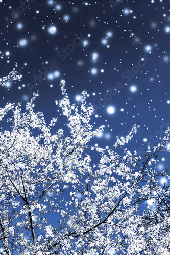 Photography Christmas, New Years blue floral background, holiday card design, flower tree an