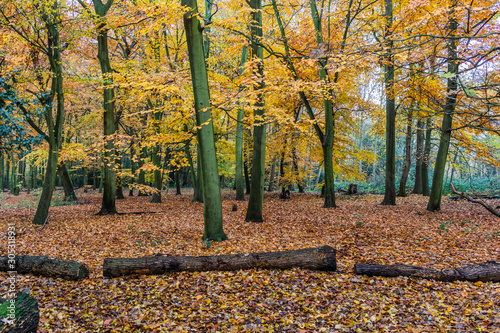 Photography Located in London boro of Redbridge. It covers about 140 acres.