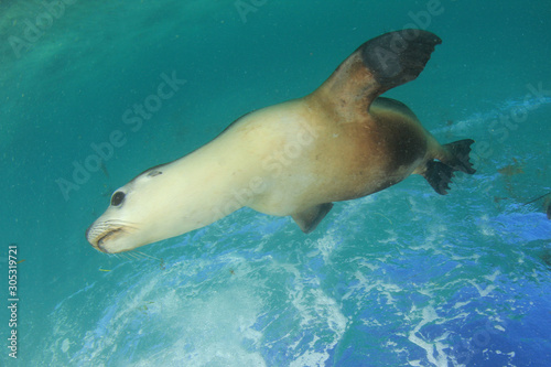 Australian Sea Lion underwater  © Richard Carey