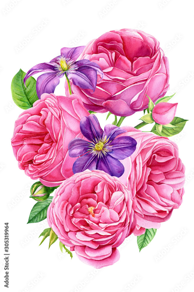 bouqubouquet beautiful flowers, clematis, pink roses,et beautiful flowers, clematis, pink roses, buds and leaves on isolated white background, watercolor illustration, botanical painting, hand drawing