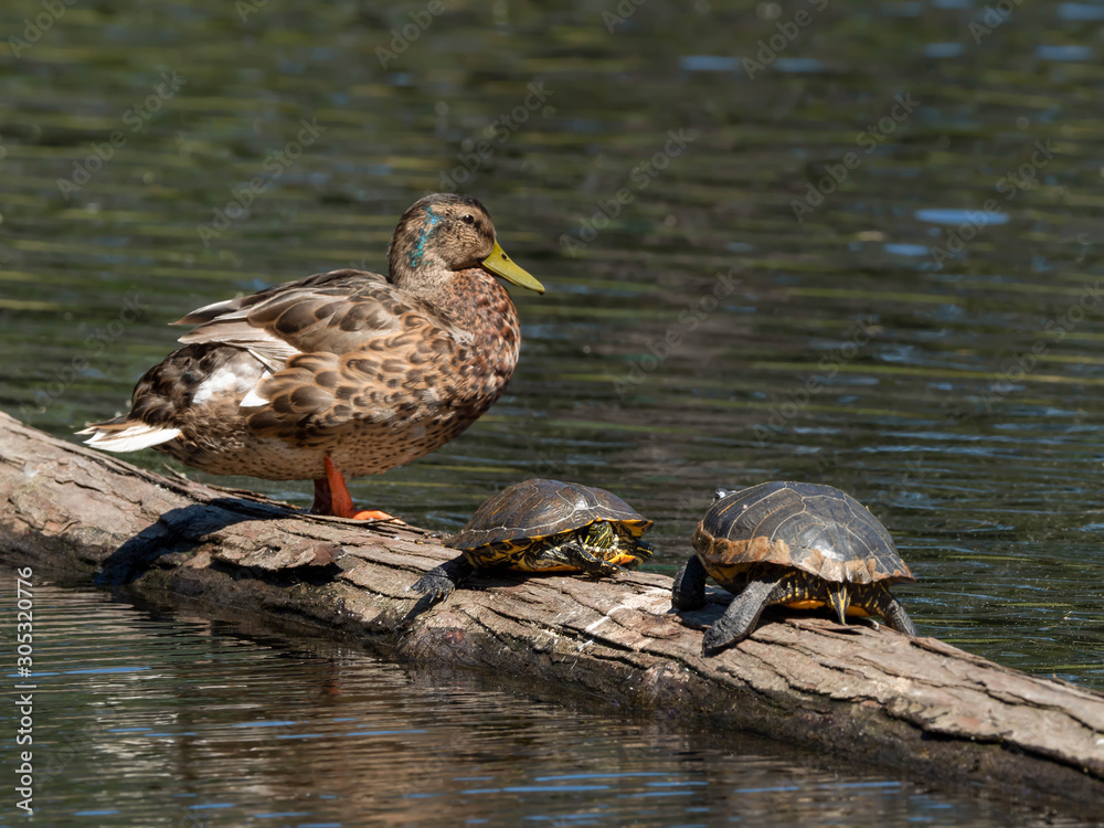 Fototapeta premium A Duck sharing space with his Turtle friends