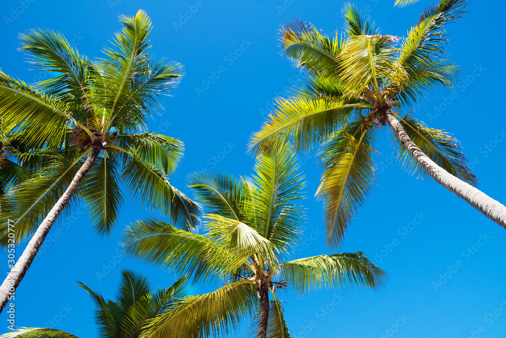 Beautiful palm trees against the background of the sky