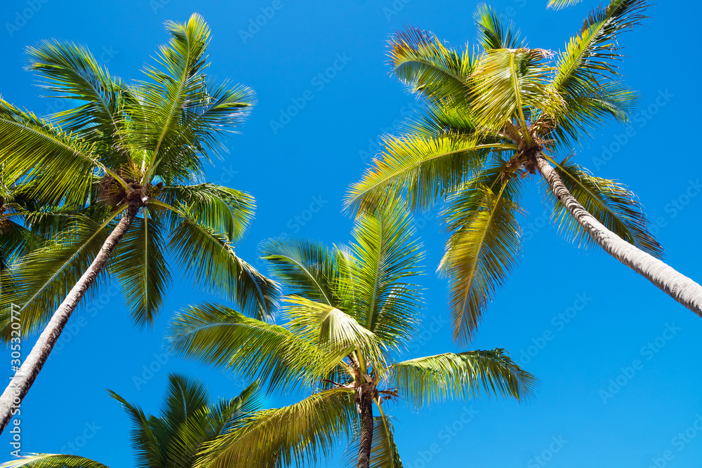 Fototapeta premium Beautiful palm trees against the background of the sky