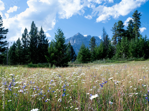 Wildflowers in a Meadow near Banff Campground