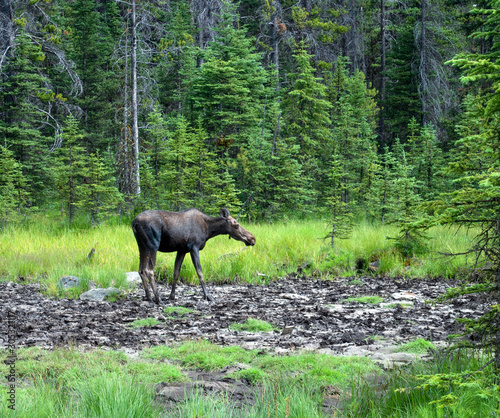 Wildlife in Peter Lougheed Provincial Park Campground