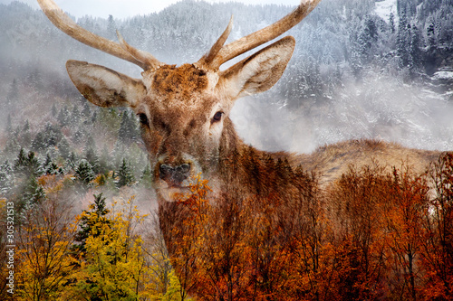 double exposure of a red noble deer and foggy forest