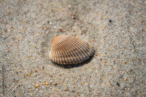 Seashells by the seaside