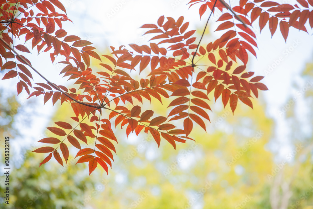 ハゼノキの紅葉