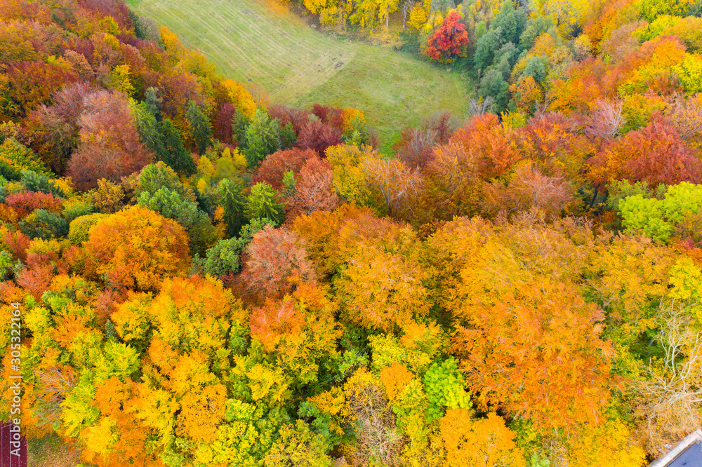 Aerial view of autumn forest