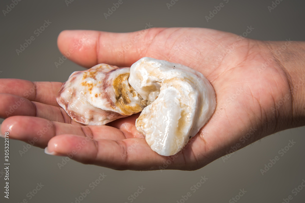 Picking Seashells at the Beach Picking Seashells at the Beach
