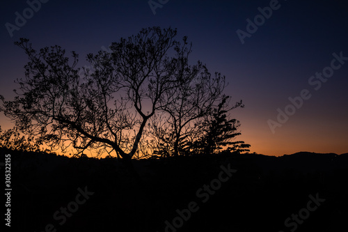 silhouette of tree at sunset