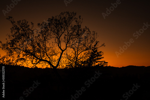 silhouette of a tree in sunset