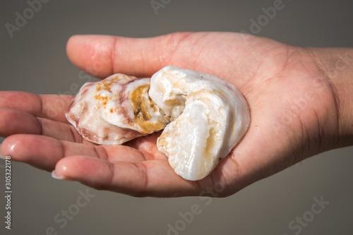 Picking Seashells at the Beach