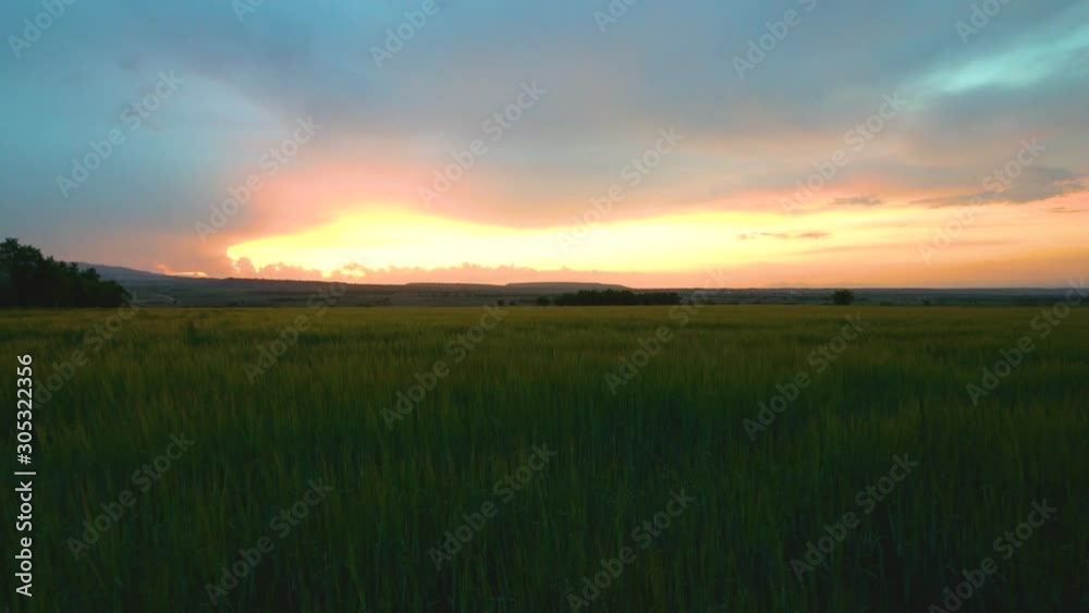 Flight over the wheat field in sunset Flight over the wheat field in sunset