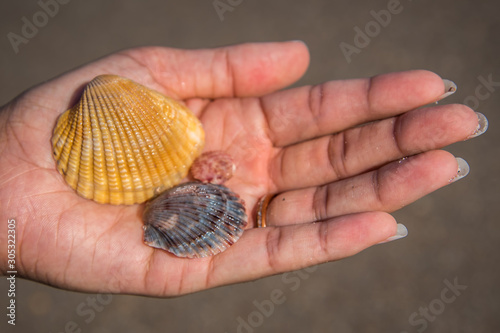 Picking Seashells at the Beach