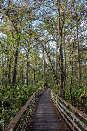 Corkscrew Swamp Sanctuary Audubon Florida