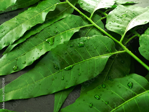Green neem leaves with rain droplets on black background. Neem leaves is  a medicinal herb. Natural green leaves for herbal medicine. Neem leaf background.
