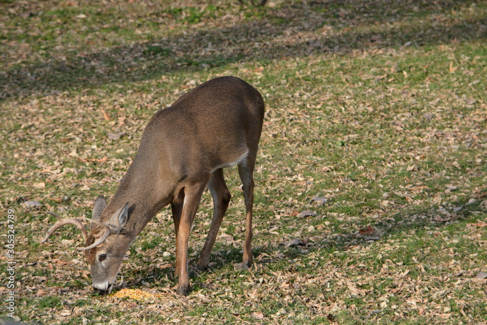 Fototapeta premium Buck