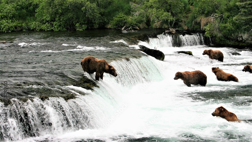 Falls where brown bears congregate lookng for salmon Falls where brown bears congregate lookng for salmon