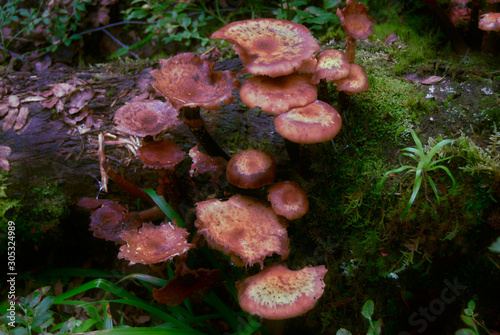 Mushroom patch