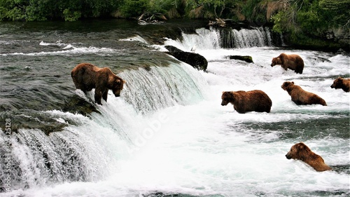 Many bears at Katmai Falls in Alaska