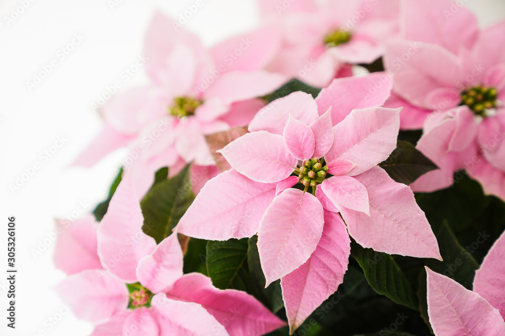 Fototapeta premium Pink Poinsettia