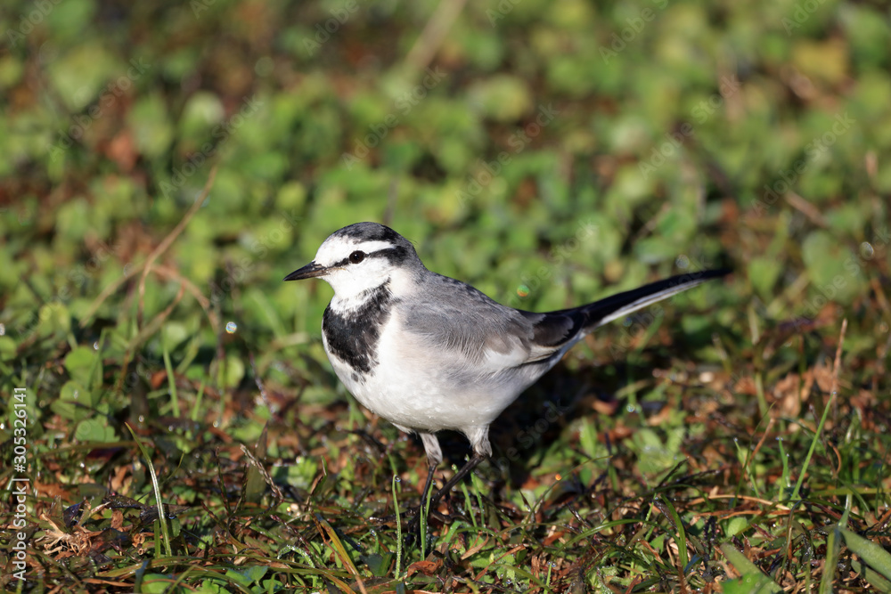 Obraz premium ハクセキレイ