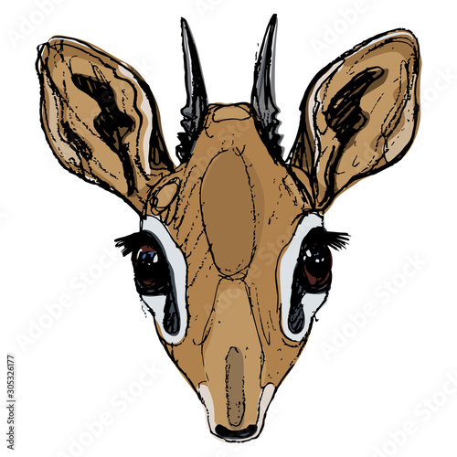 Isolated vector illustration. Stylized head of dik-dik. African antelope. (Madoqua). Hand drawn colorful doodle sketch.