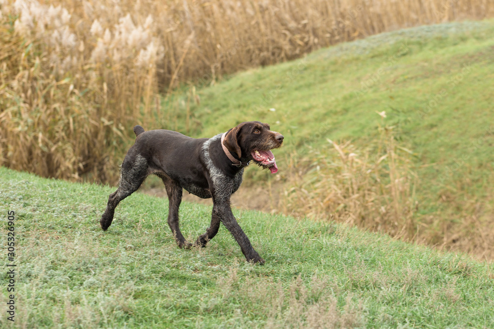 German hunting watchdog drathaar, Close-up portrait of a dog on a background of autumn.