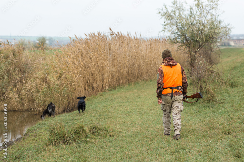 Hunting period, autumn season open. A hunter with a gun in his hands in hunting clothes in the autumn forest in search of a trophy. A man stands with weapons and hunting dogs tracking down the game. Hunting period, autumn season open. A hunter with a gun in his hands in hunting clothes in the autumn forest in search of a trophy. A man stands with weapons and hunting dogs tracking down the game.