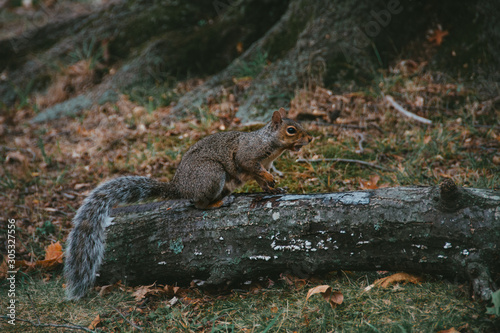 Squirrel in the park with a nut in his mouth, around the fallen leaves,  © Timbaliuk