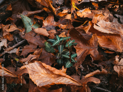 green plants among dry fallen leaves