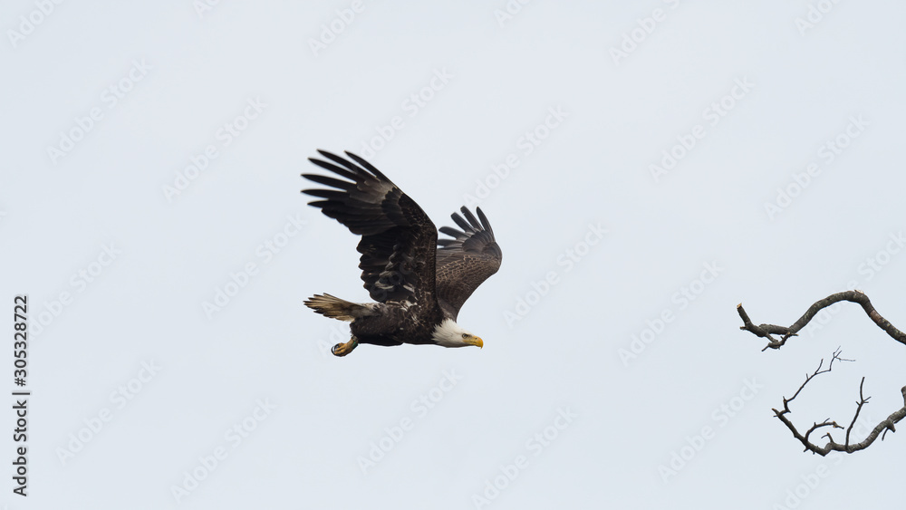 Fototapeta premium An American Bald Eagle in flight against a white sky.