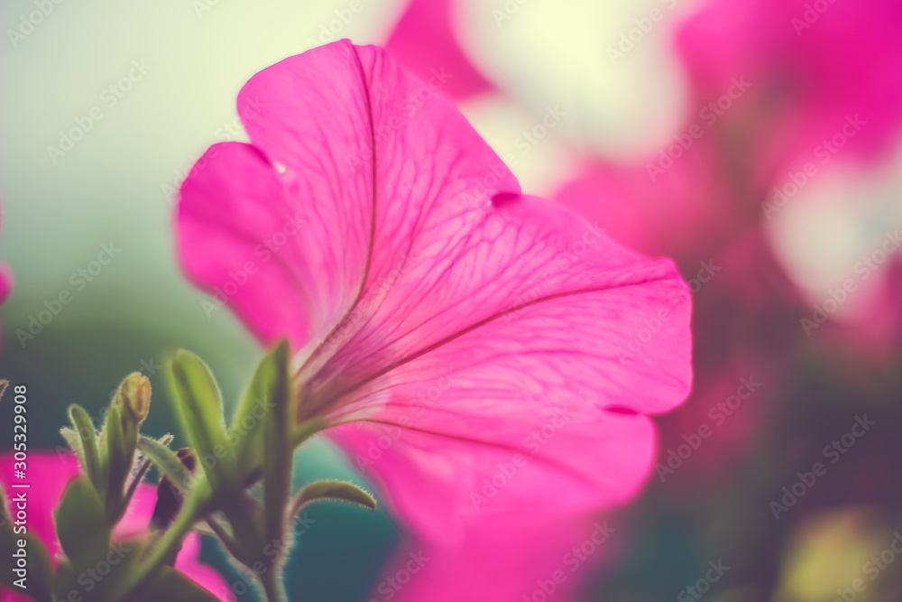 Pink petunia flower close up