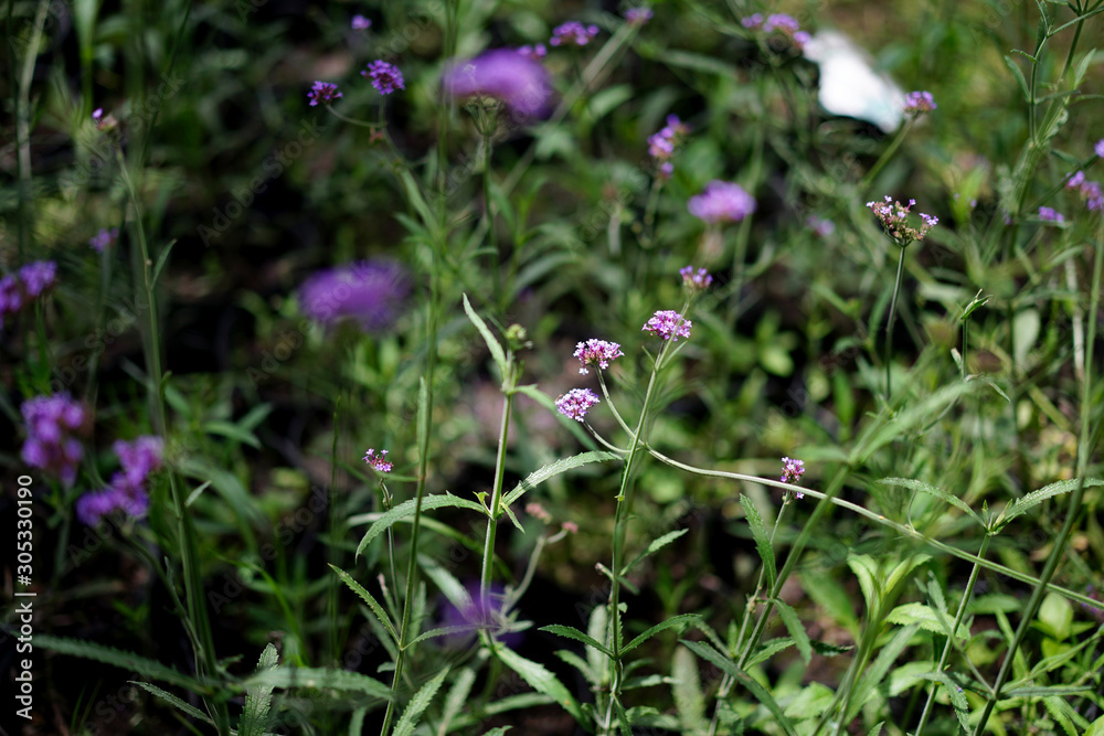 Obraz premium verbena violeta