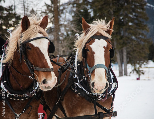 Christmas Sleigh Horses Close-up