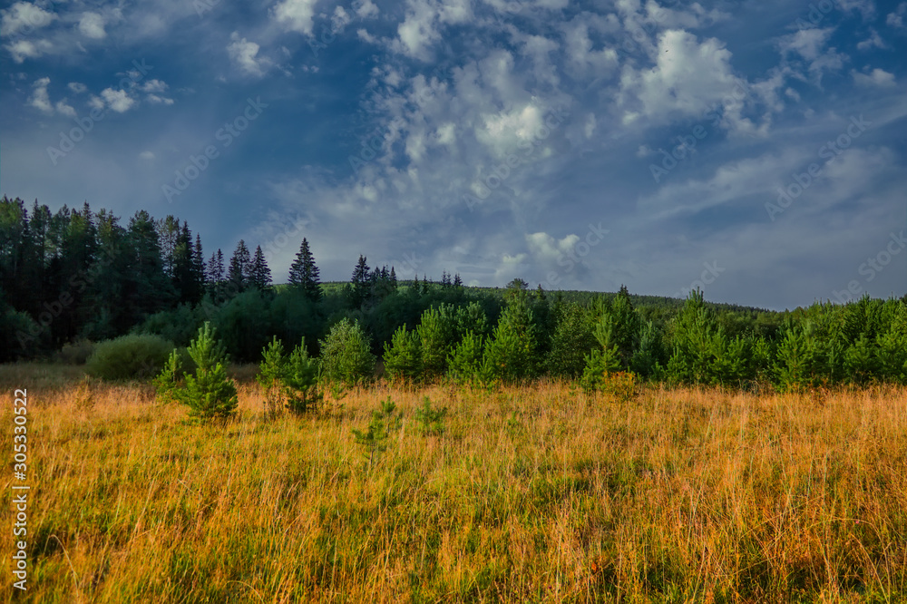 Autumn landscape. Yellowed grass in the meadow against the backdrop of the forest.