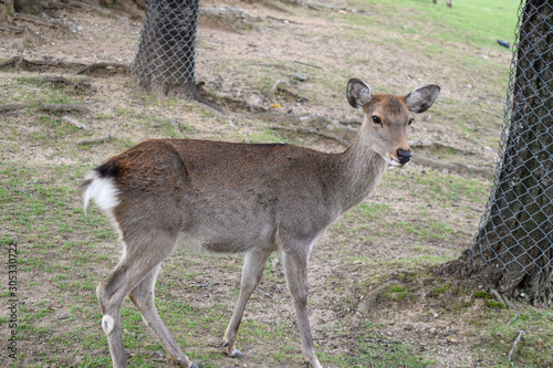Fototapeta Naklejka Na Ścianę i Meble -  奈良公園　鹿