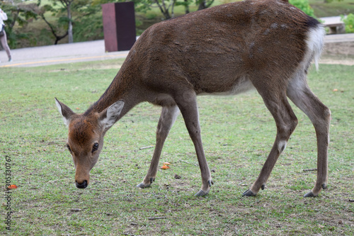 奈良公園　鹿 © ndk100