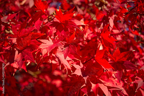 A closeup of a red bloodwood Japanese maple tree. photo